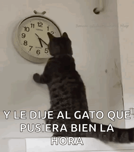 Cat Changing The Clock Changing The Time GIF