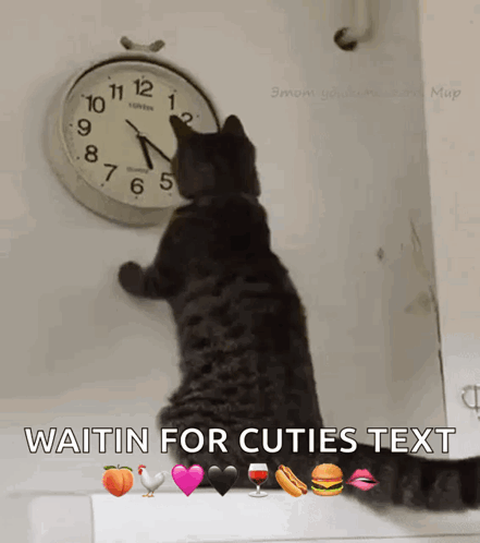 Cat Changing The Clock Changing The Time GIF. This 441 x 498 animated GIF is part of our countdown clock collection. Related themes include cat, cute…