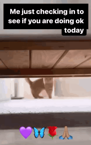 Cat Checking GIF