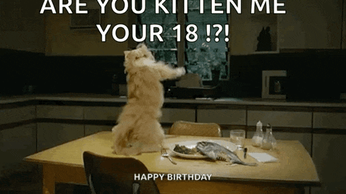Cat Cheeky GIF
