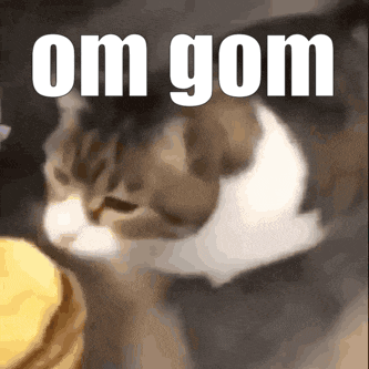 Cat Cheeseburger GIF
