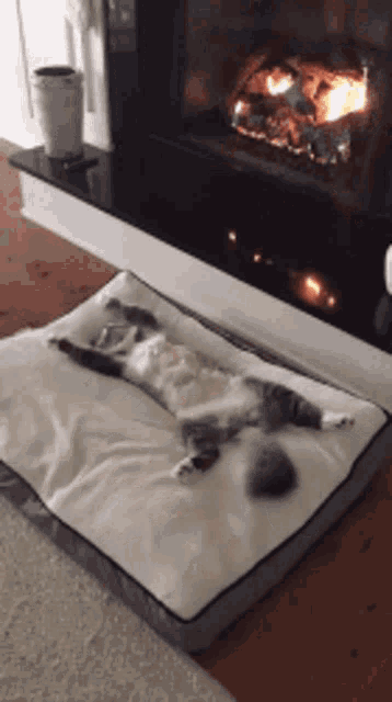 Cat Chilling GIF