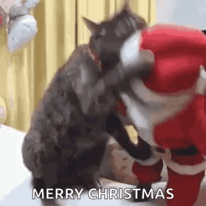 Cat Christmas GIF