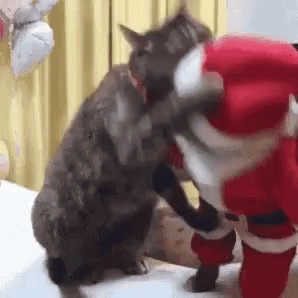 Cat Christmas GIF