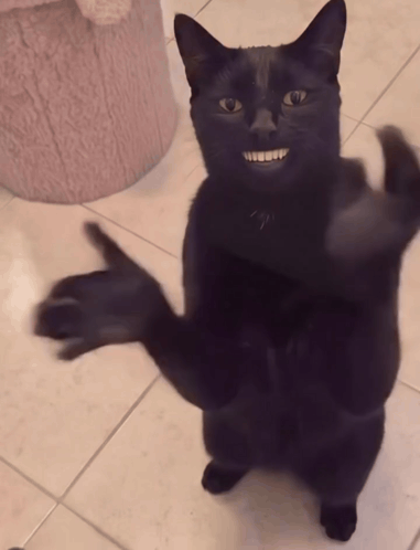 Cat Clapping Ai Cat Clapping GIF