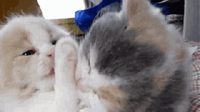 Cat Cleaning GIF