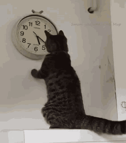 Cat Clock GIF