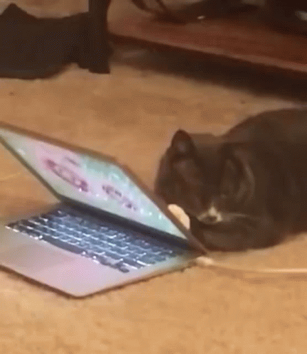 Cat Close Laptop GIF
