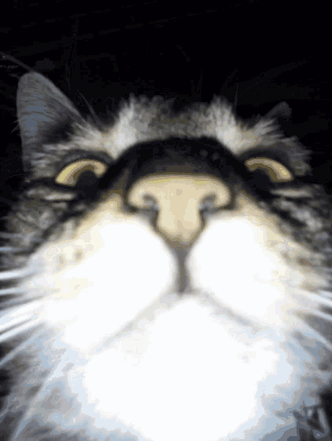 Cat Close To Camera Cat GIF