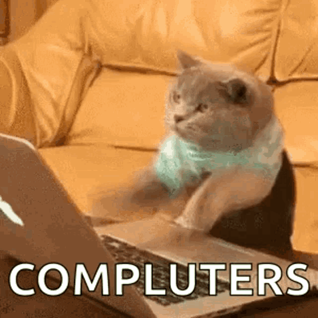 Cat Computer GIF