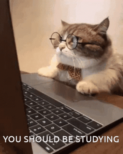 Cat Computer GIF