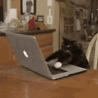 Cat Computer GIF