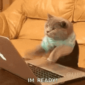 Cat Computer GIF