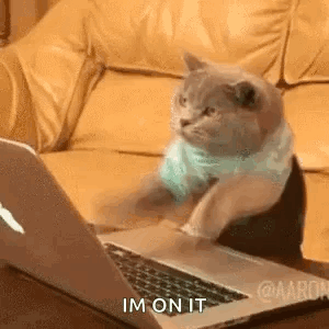 Cat Computer GIF