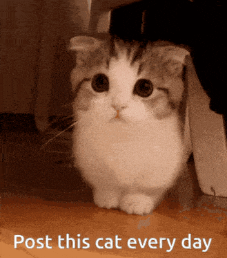 Cat Concern Kitten Concern GIF