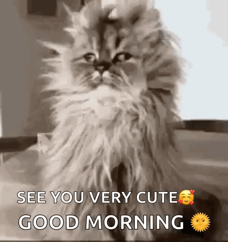 Cat Confused GIF