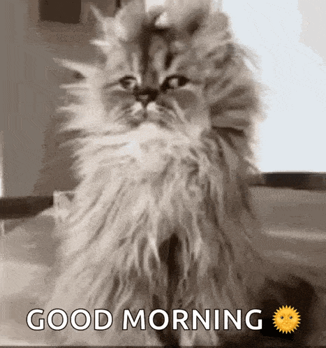Cat Confused GIF