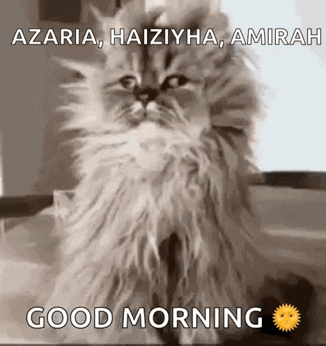 Cat Confused GIF