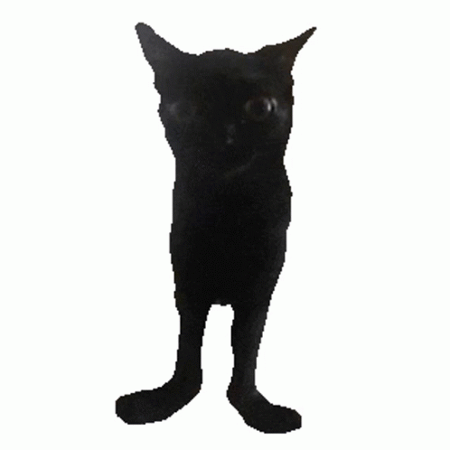 Cat Cool GIF