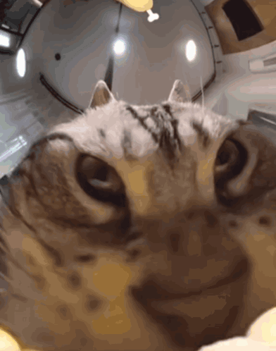 Cat Corn GIF
