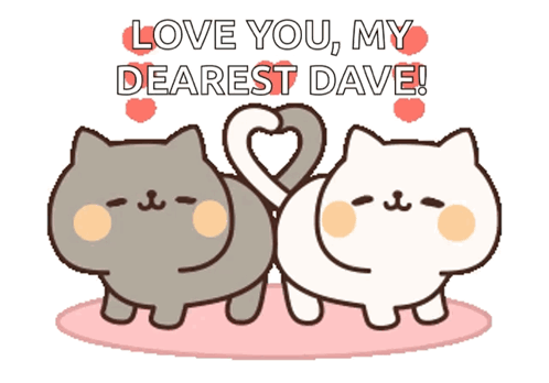 Cat Couple Cute Cats GIF