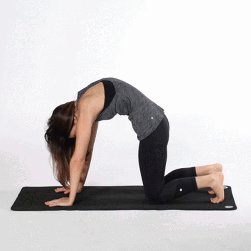 Cat-cow Stretch GIF
