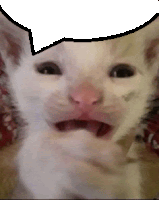 Cat Cry Reaction Sticker
