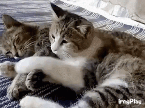 Cat Cuddle GIF