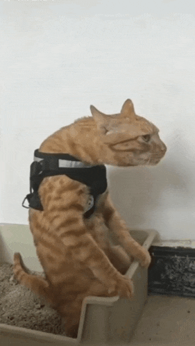 Cat Cukurukuk GIF