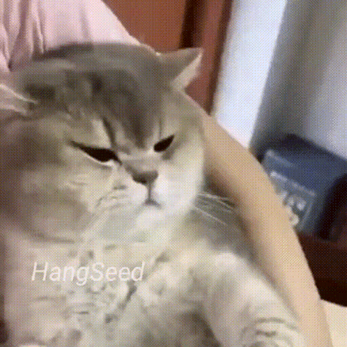 Cat Cute Cat GIF. This 498 x 498 animated GIF is part of our cute tantrum collection. Related themes include angry, cat, cute cat. Created by ddk_96. View…