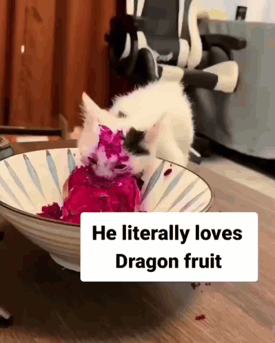 Cat Cute Cat GIF