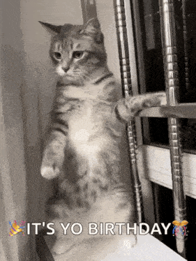 Cat Cute Cat GIF