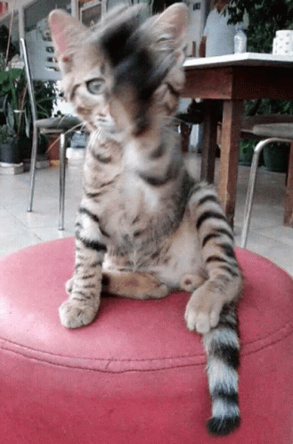 Cat Cute Cat GIF