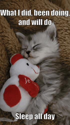 Cat Cute Cat GIF
