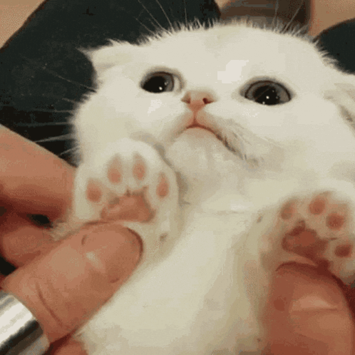 Cat Cute Cat GIF