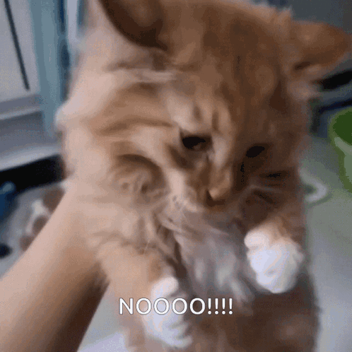 Cat Cute Cat GIF