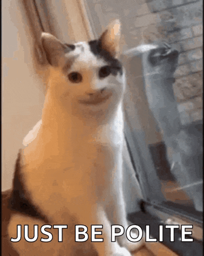 Cat Cute GIF
