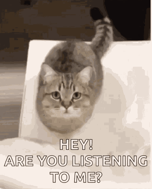 Cat Cute GIF