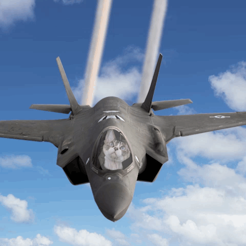 Cat Cute Funny F35 Fighter Jet Military Plane Devon Rex GIF