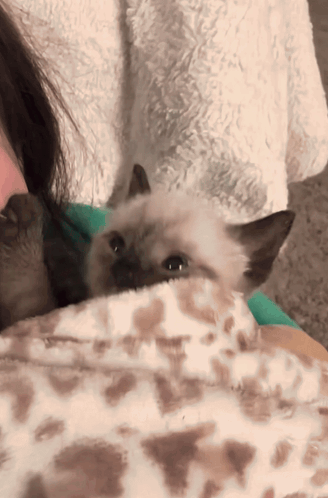 Cat Cute GIF