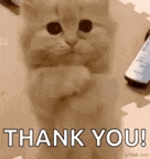 Cat Cute GIF