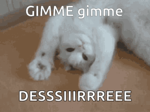 Cat Cute GIF