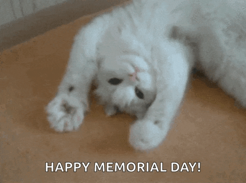 Cat Cute GIF