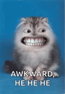 Cat Cute GIF