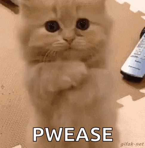 Cat Cute GIF. This 486 x 498 animated GIF is part of our please collection. Related themes include cat, cute, kitten. Created by SammiAllyn. View the…