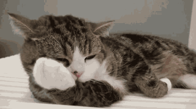 Cat Cute GIF