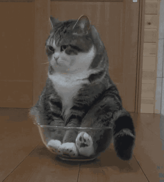 Cat Cute GIF