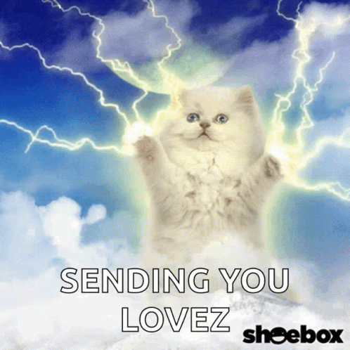 Cat Cute GIF
