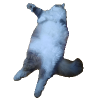 Cat Cute Sticker