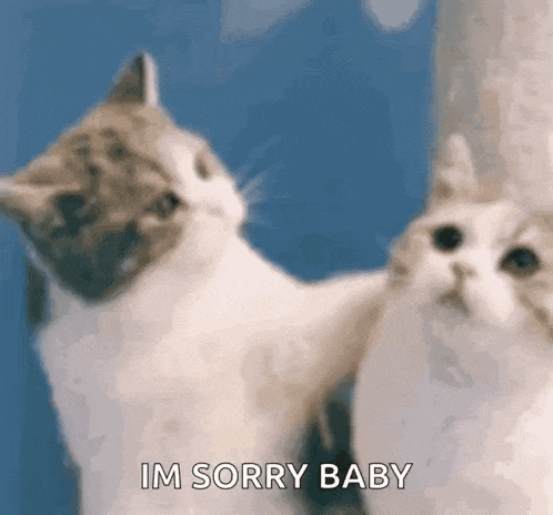 Cat Cute GIF